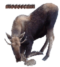 Live MooseCam, Anchorgage Alaska. See Live Moose in Action