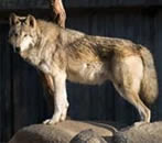 Mexican Wolf