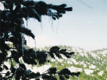 Icicles hanging from a sprice or fir on Mt. Baden Powell