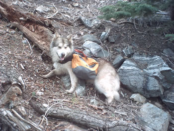 portrait if wily, the alaskan malamute, wearing a dog pack on the mountain during a hike