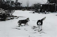 alaskan malamutes aly as a pup, and rajah in the front yard playing in the snow